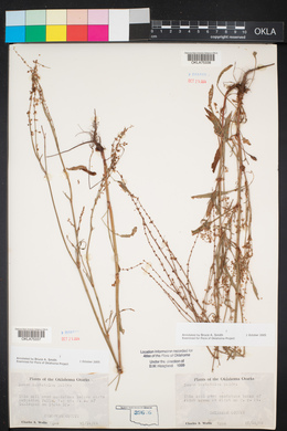 Rumex hastatulus image