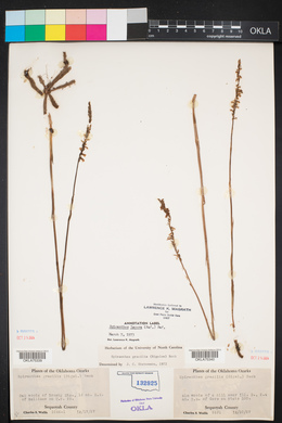 Spiranthes lacera image