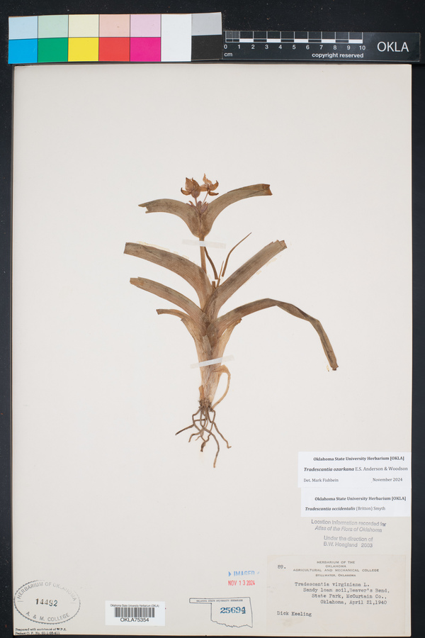 Tradescantia ozarkana image