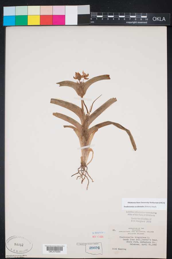 Tradescantia ozarkana image
