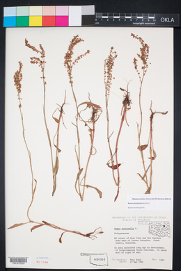 Rumex hastatulus image