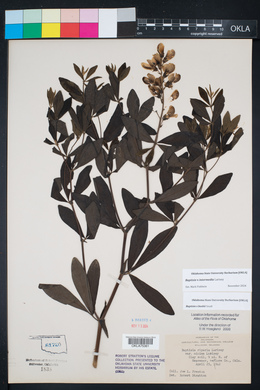 Baptisia x intermedia image