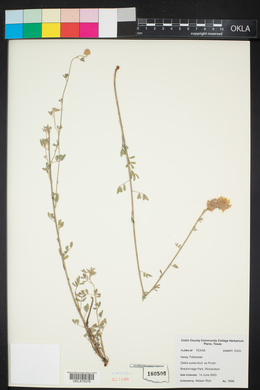 Dalea aurea image