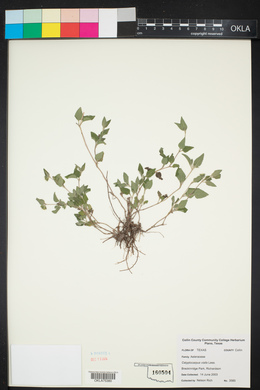 Calyptocarpus vialis image