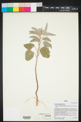 Croton capitatus image