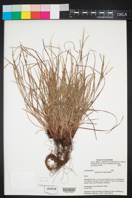 Carex albicans var. albicans image
