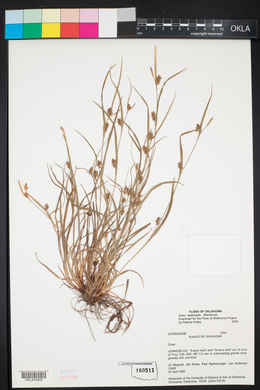 Carex bulbostylis image