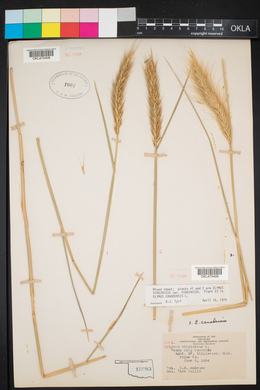 Elymus virginicus var. virginicus image