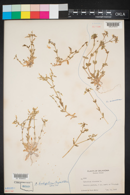 Cerastium viscosum image