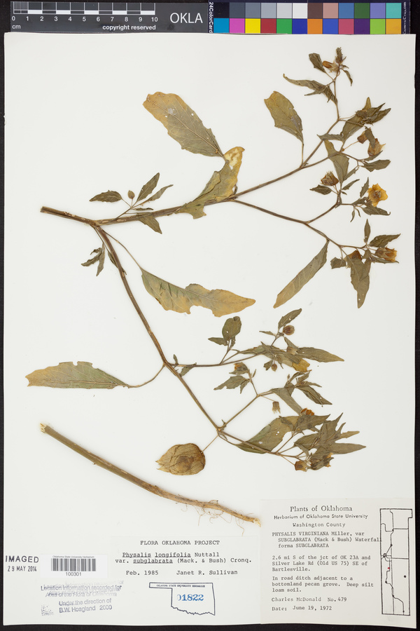 Physalis longifolia var. subglabrata image