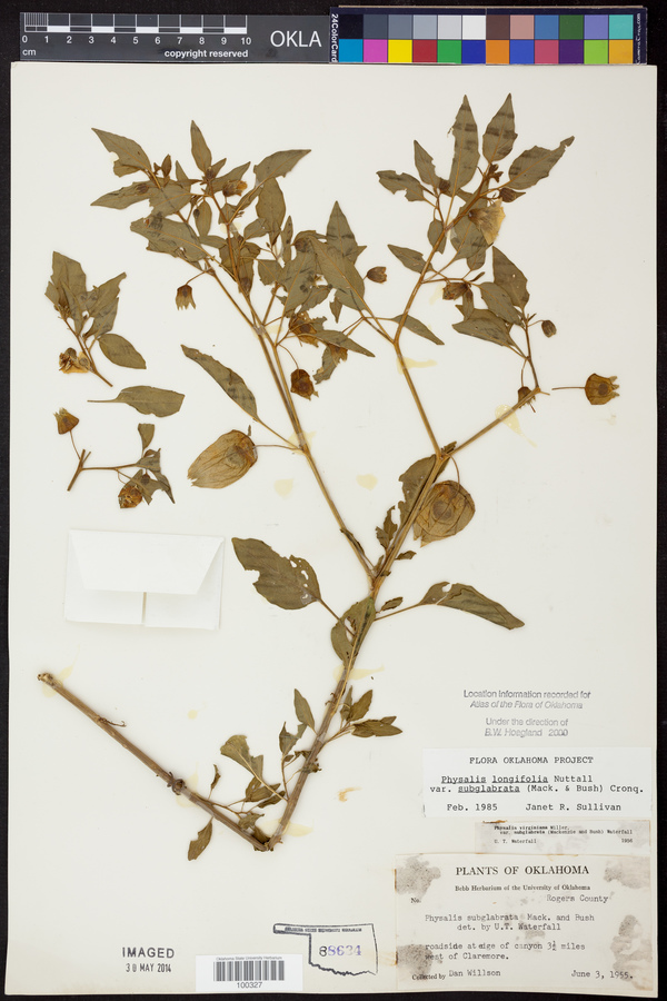 Physalis longifolia var. subglabrata image