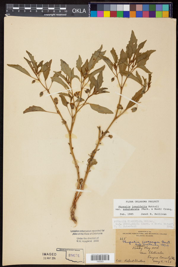 Physalis longifolia var. subglabrata image