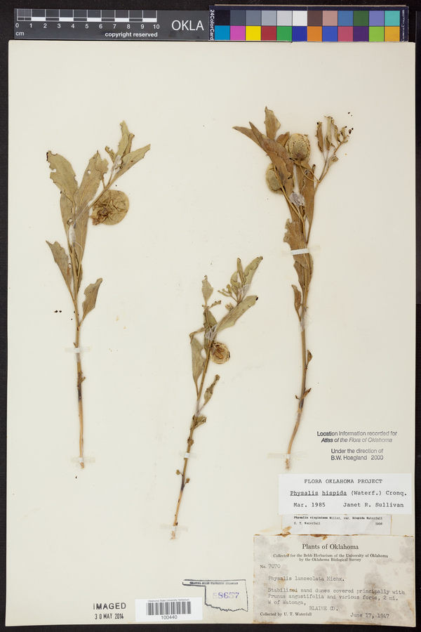 Physalis hispida image