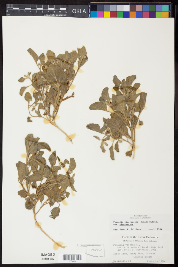 Physalis cinerascens var. cinerascens image