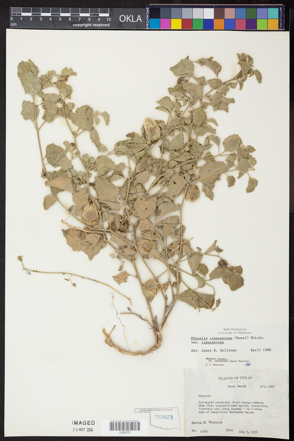 Physalis cinerascens var. cinerascens image