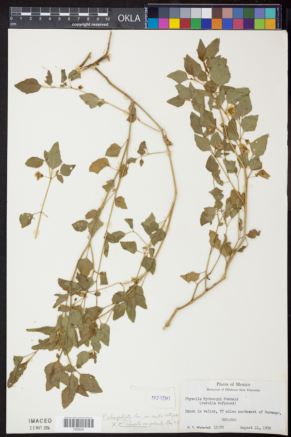 Physalis chenopodifolia var. viridis image