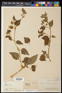 Physalis chenopodifolia image