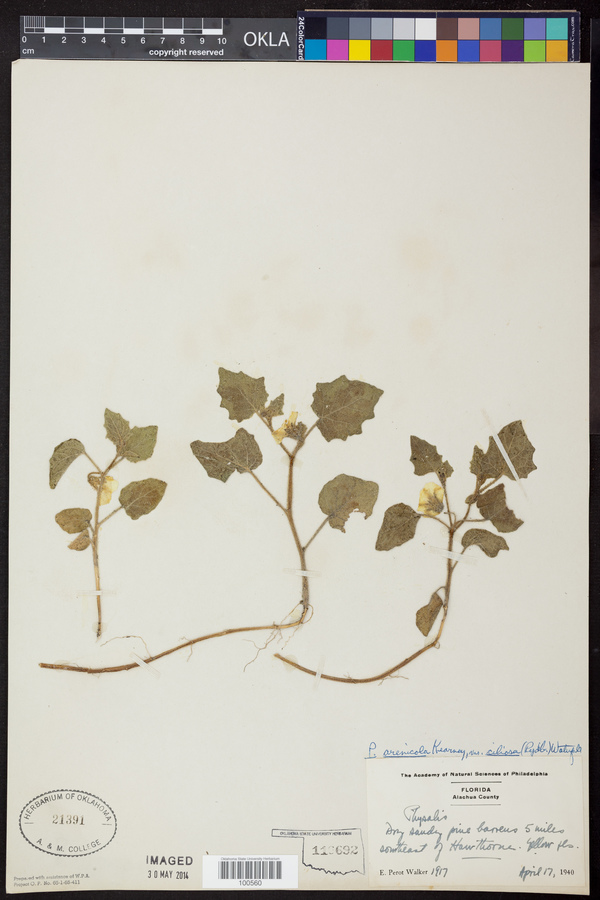 Physalis arenicola var. ciliosa image