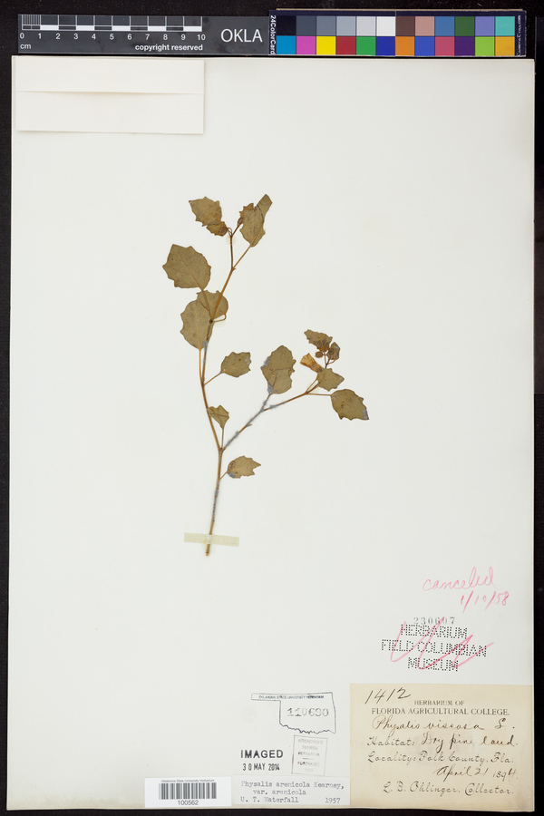 Physalis arenicola var. arenicola image