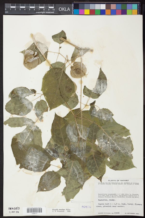 Physalis maxima image