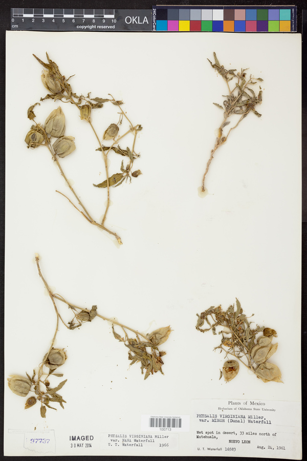 Physalis virginiana var. nana image