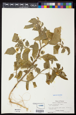 Physalis heterophylla var. heterophylla image