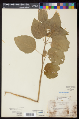 Physalis heterophylla image