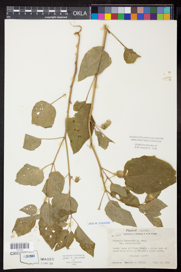 Physalis heterophylla var. heterophylla image
