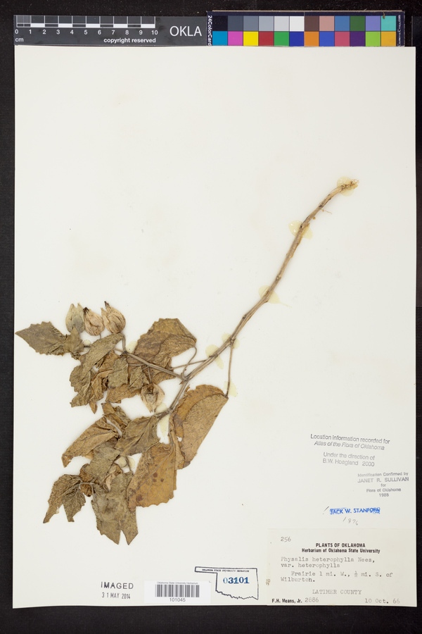 Physalis heterophylla var. heterophylla image