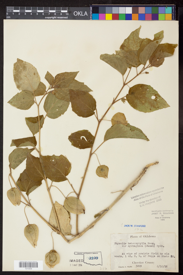 Physalis heterophylla var. heterophylla image