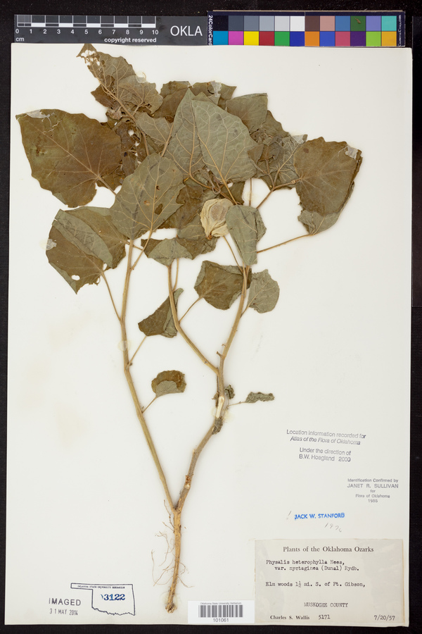 Physalis heterophylla var. heterophylla image