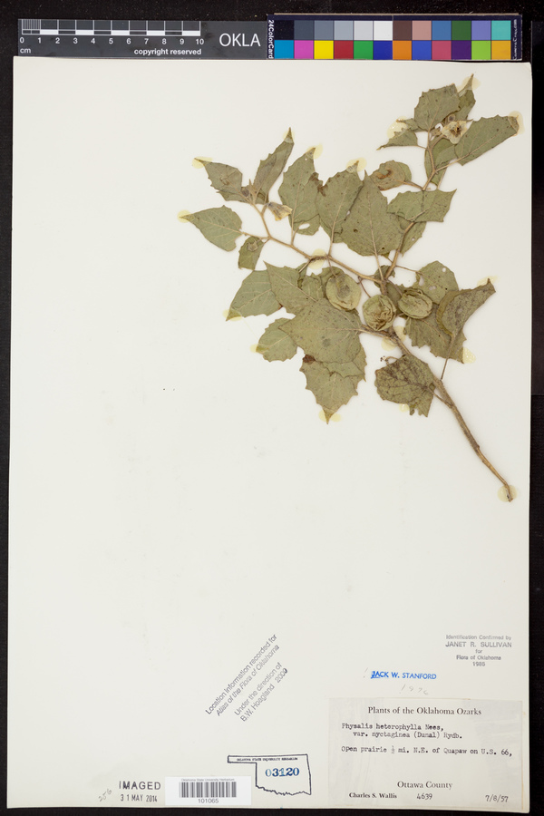 Physalis heterophylla var. heterophylla image