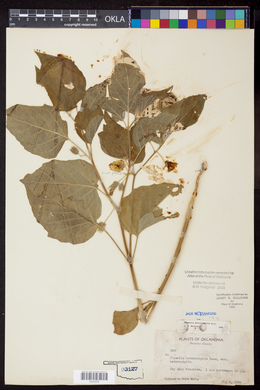 Physalis heterophylla image