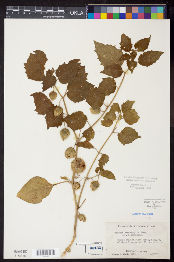 Physalis heterophylla var. heterophylla image