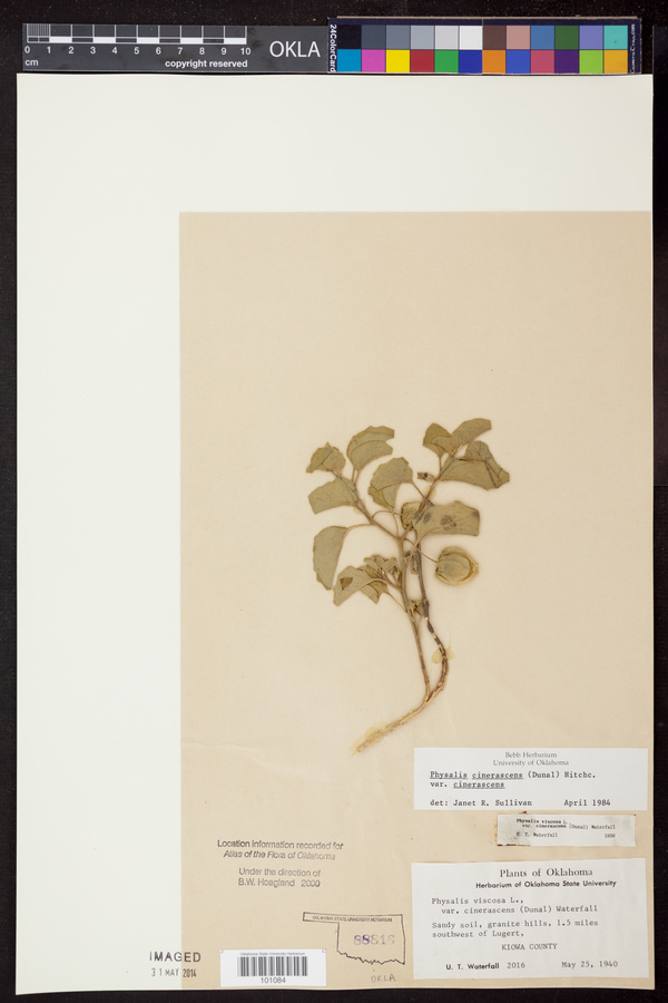 Physalis cinerascens var. cinerascens image