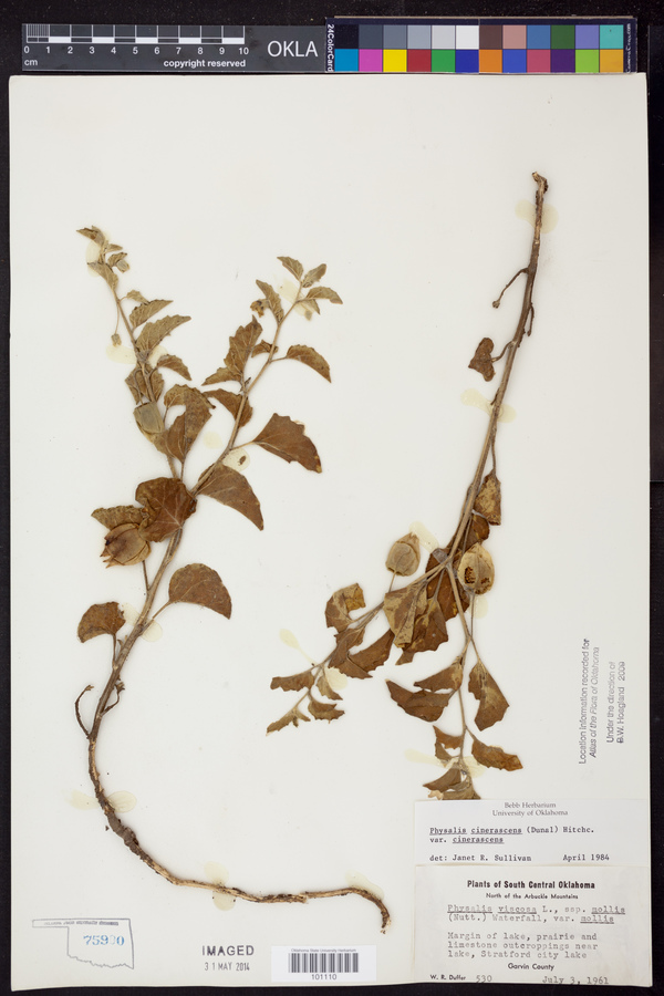 Physalis cinerascens var. cinerascens image