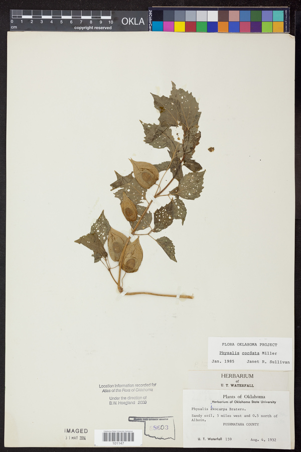 Physalis cordata image