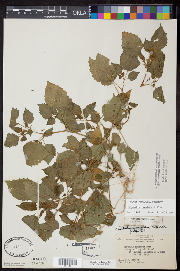 Physalis cordata image