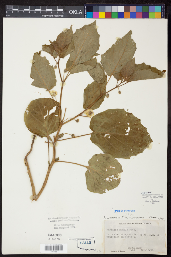 Physalis heterophylla var. heterophylla image