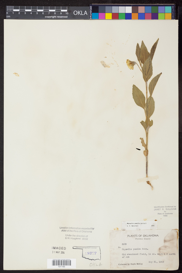 Physalis pumila image