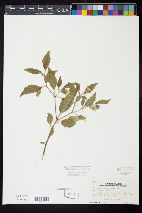 Physalis virginiana var. virginiana image