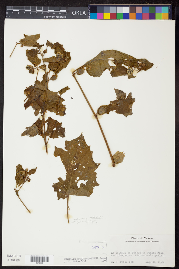 Physalis sancti-josephi image