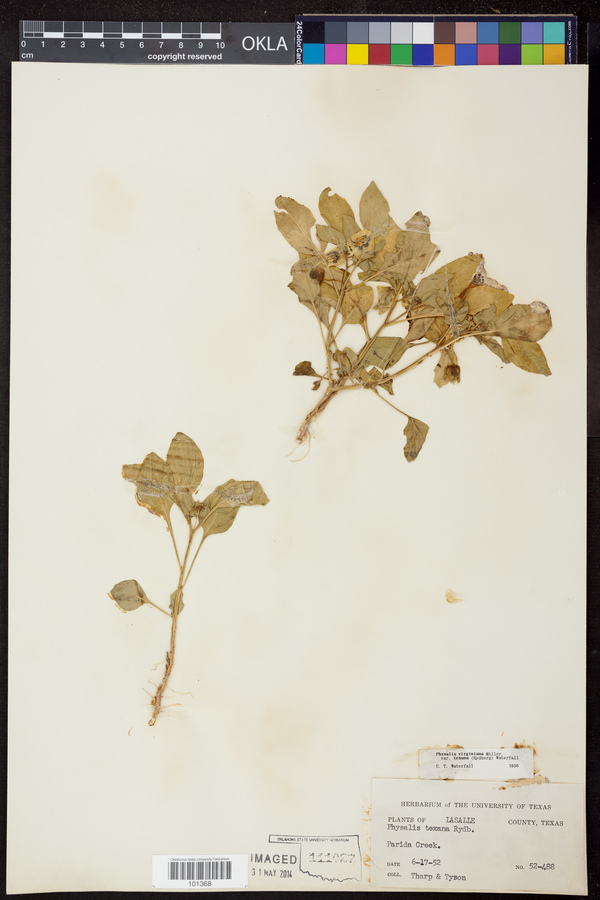 Physalis virginiana var. texana image