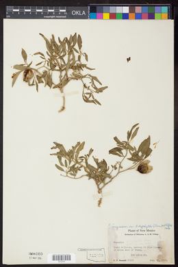 Physalis virginiana image