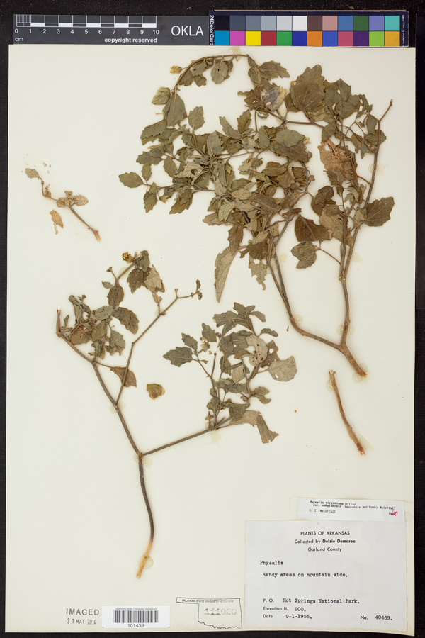 Physalis virginiana var. subglabrata image