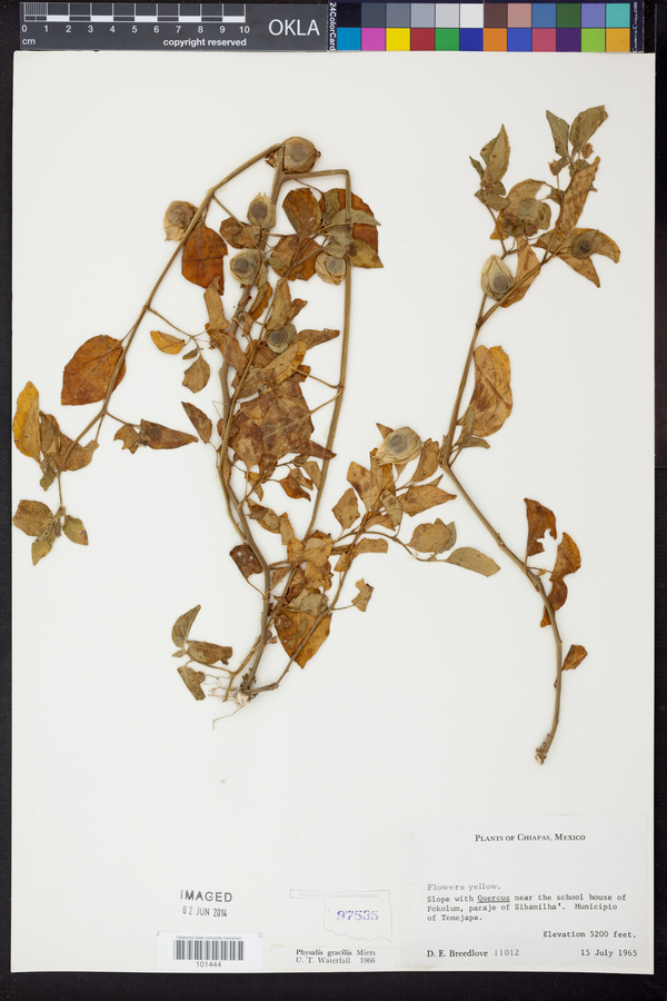 Physalis gracilis image