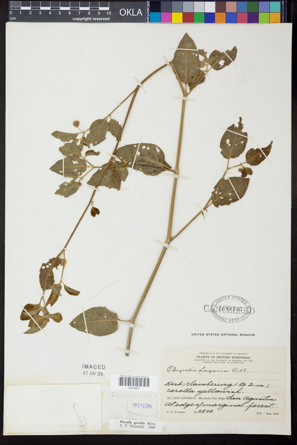 Physalis gracilis image