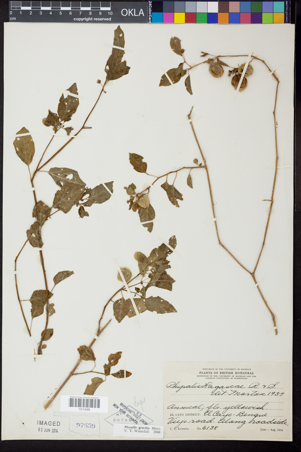 Physalis gracilis image