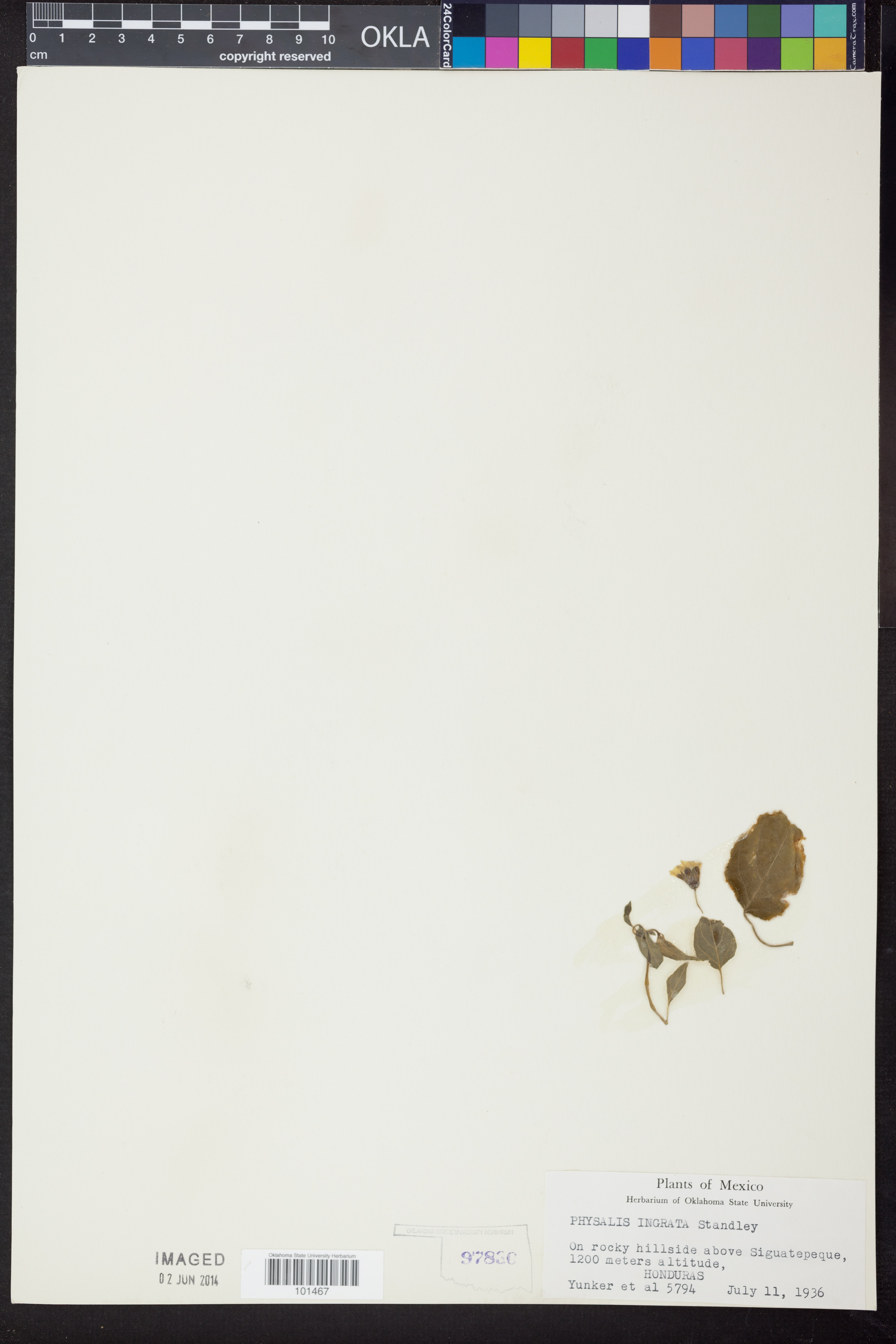Physalis ingrata