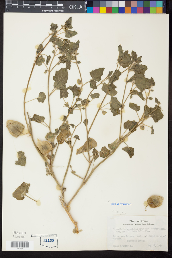 Physalis hederifolia var. hederifolia image